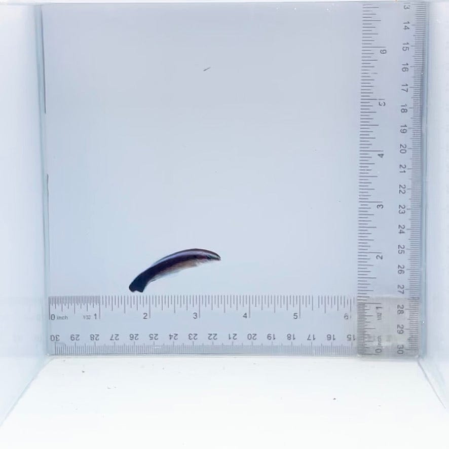 Captive-Bred Cleaner Wrasse (Labroides dimidiatus)