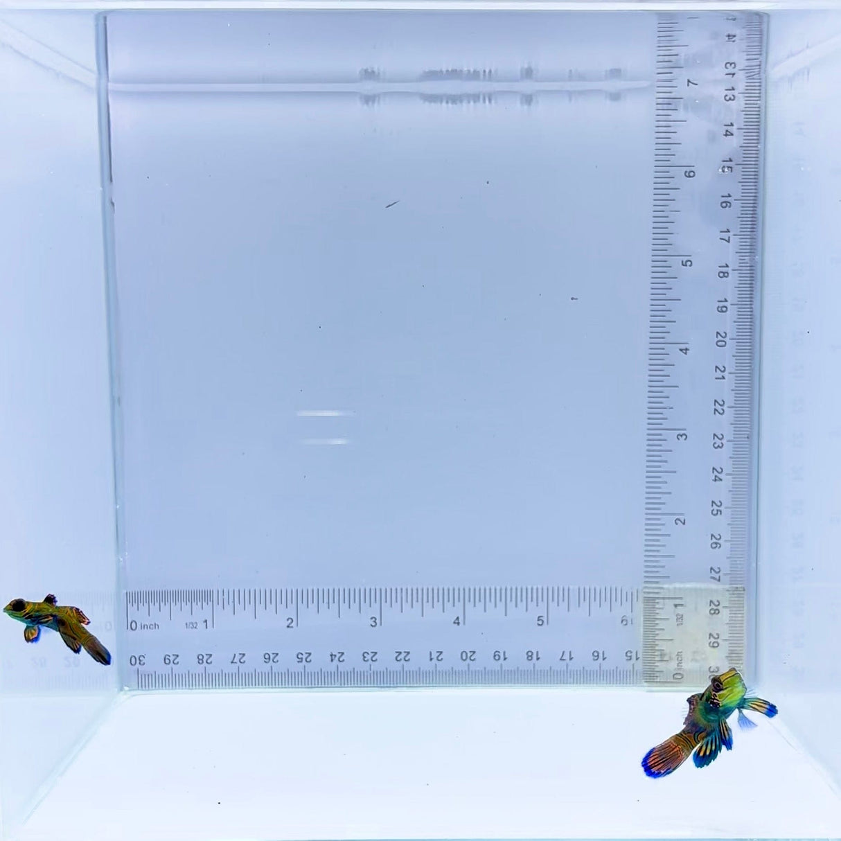 Captive Bred Pair Green Mandarin Goby (Synchiropus splendidus)