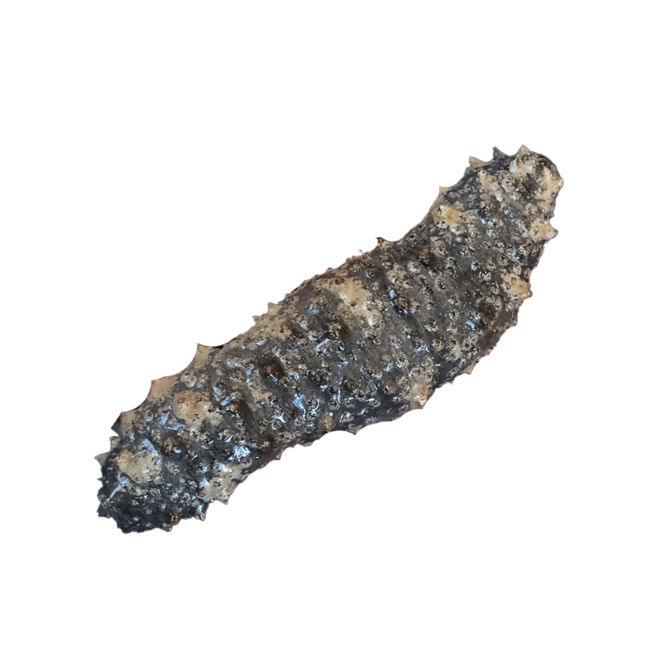 Caribbean Sea Cucumber