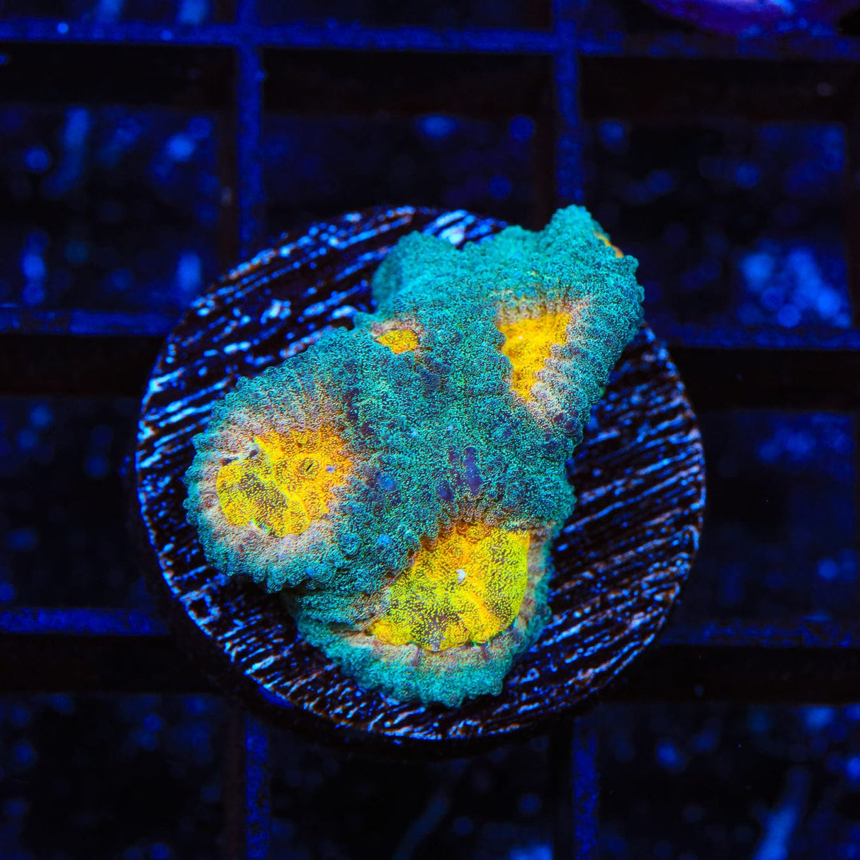 CB Angel Eye Favia Coral