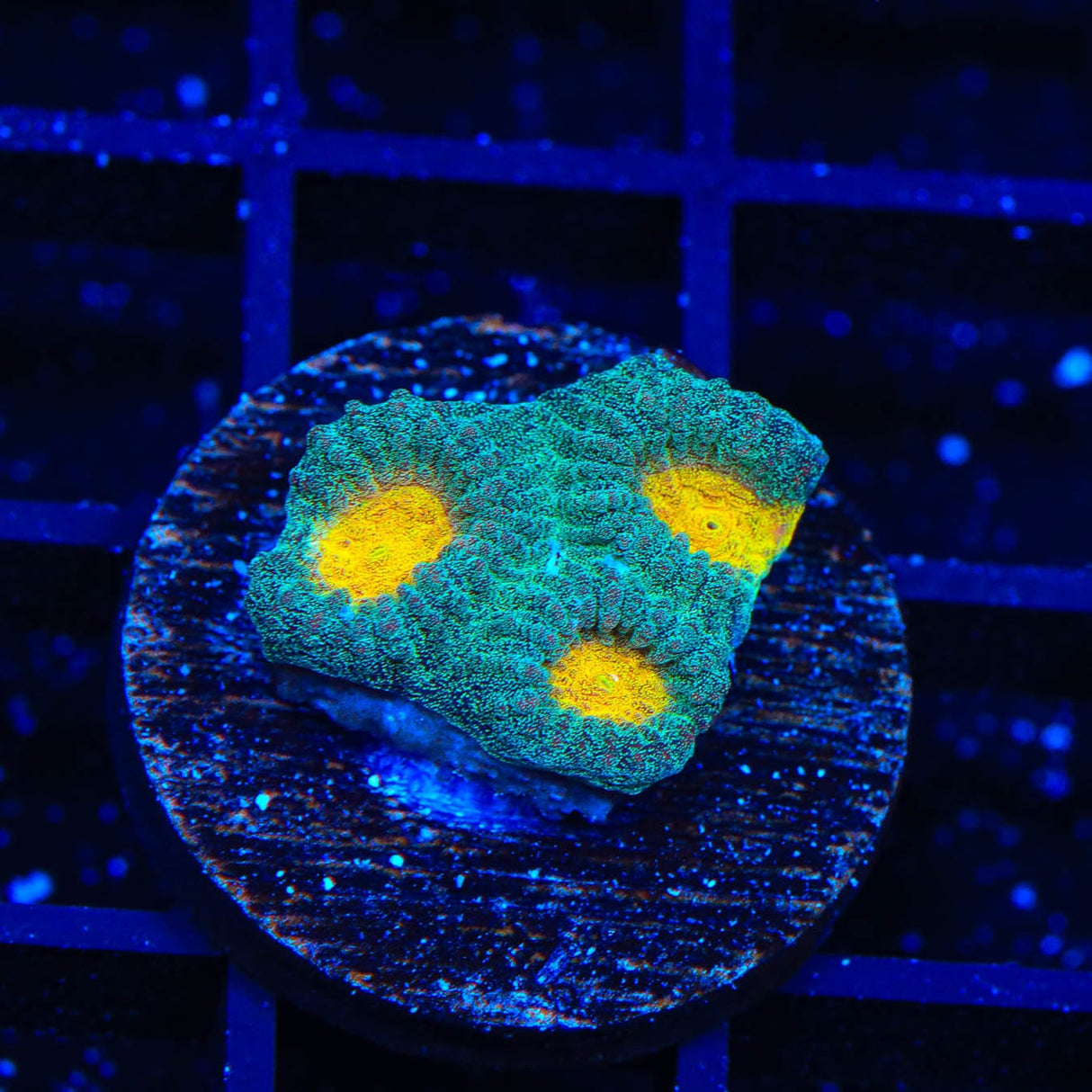 CB Angel Eye Favia Coral