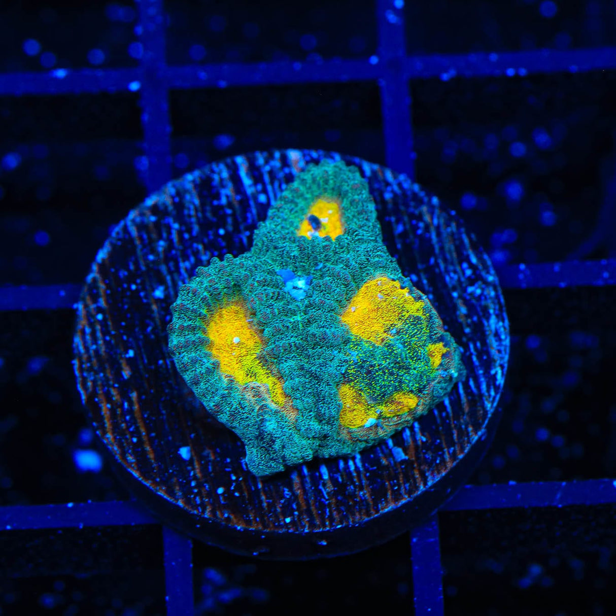 CB Angel Eye Favia Coral