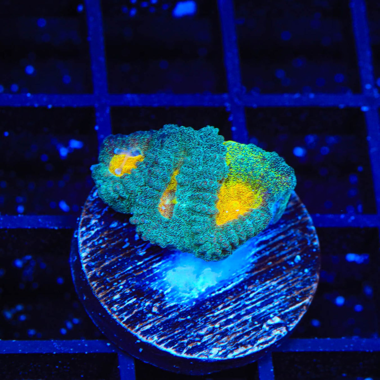 CB Angel Eye Favia Coral