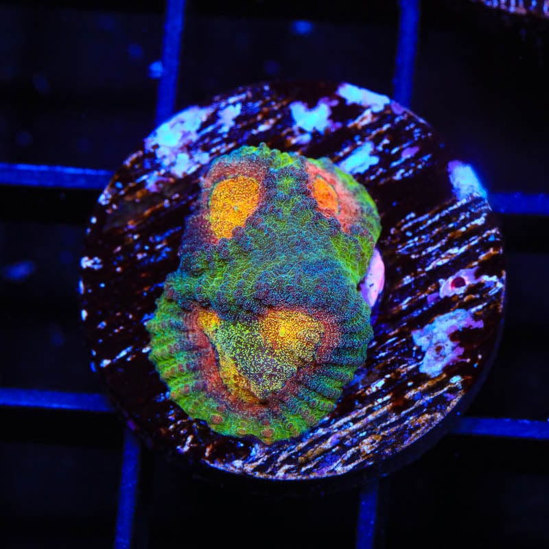 CB Angel Eye Favia Coral