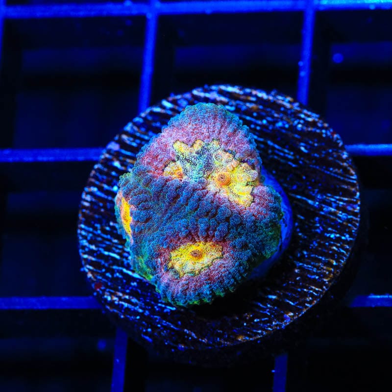 CB Angel Eye Favia Coral