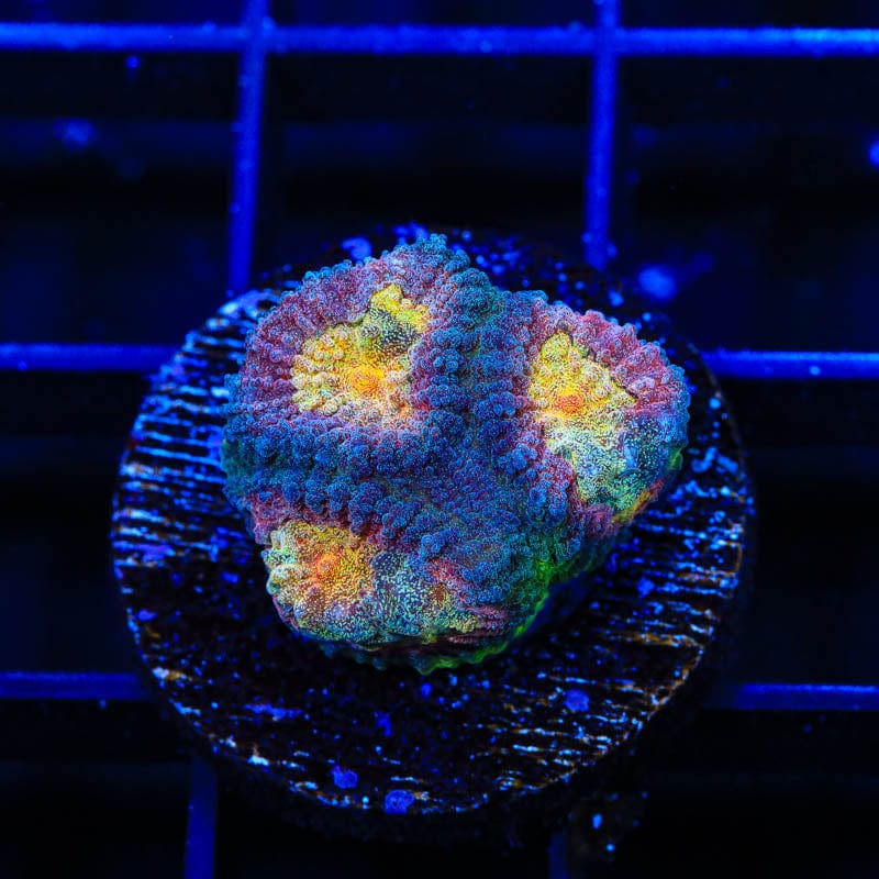 CB Angel Eye Favia Coral