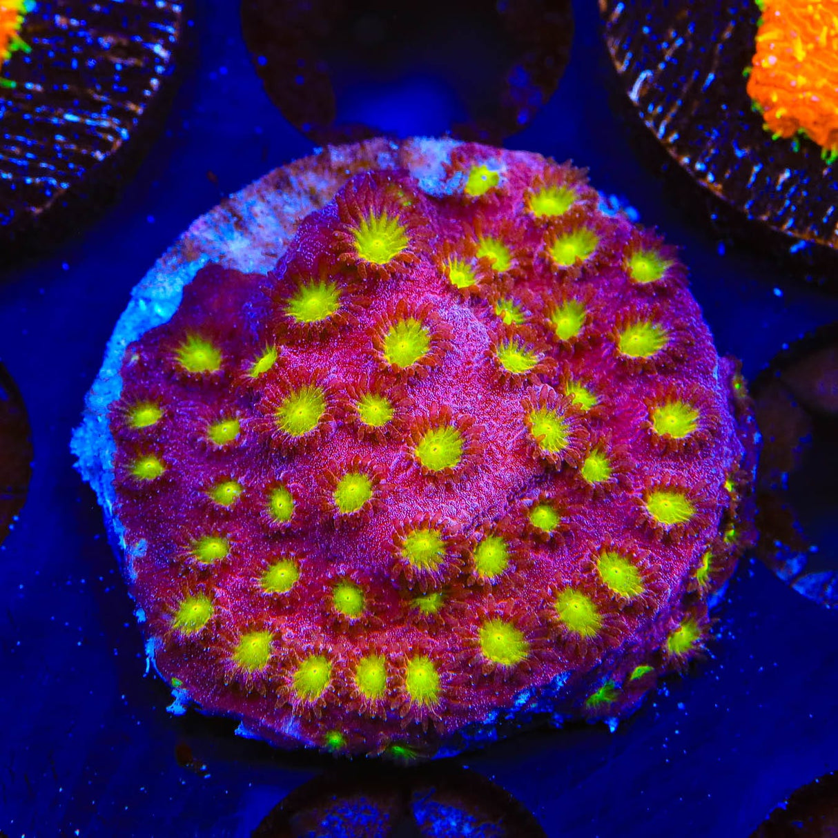 CB Bling Bling Cyphastrea Coral