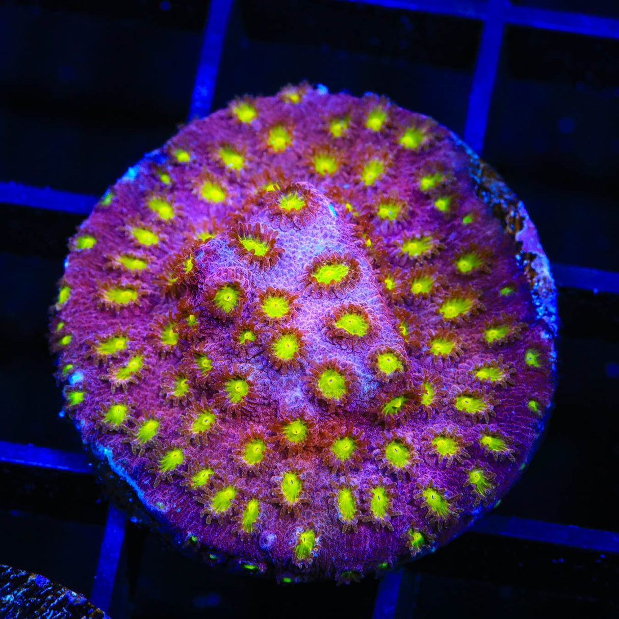 CB Bling Bling Cyphastrea Coral