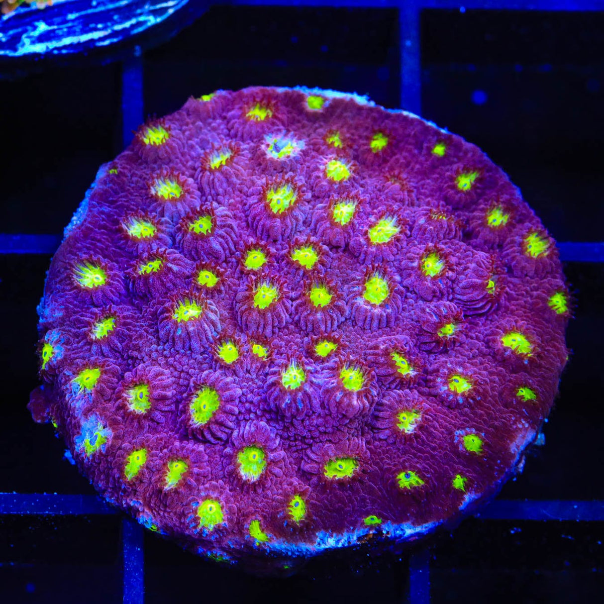 CB Bling Bling Cyphastrea Coral