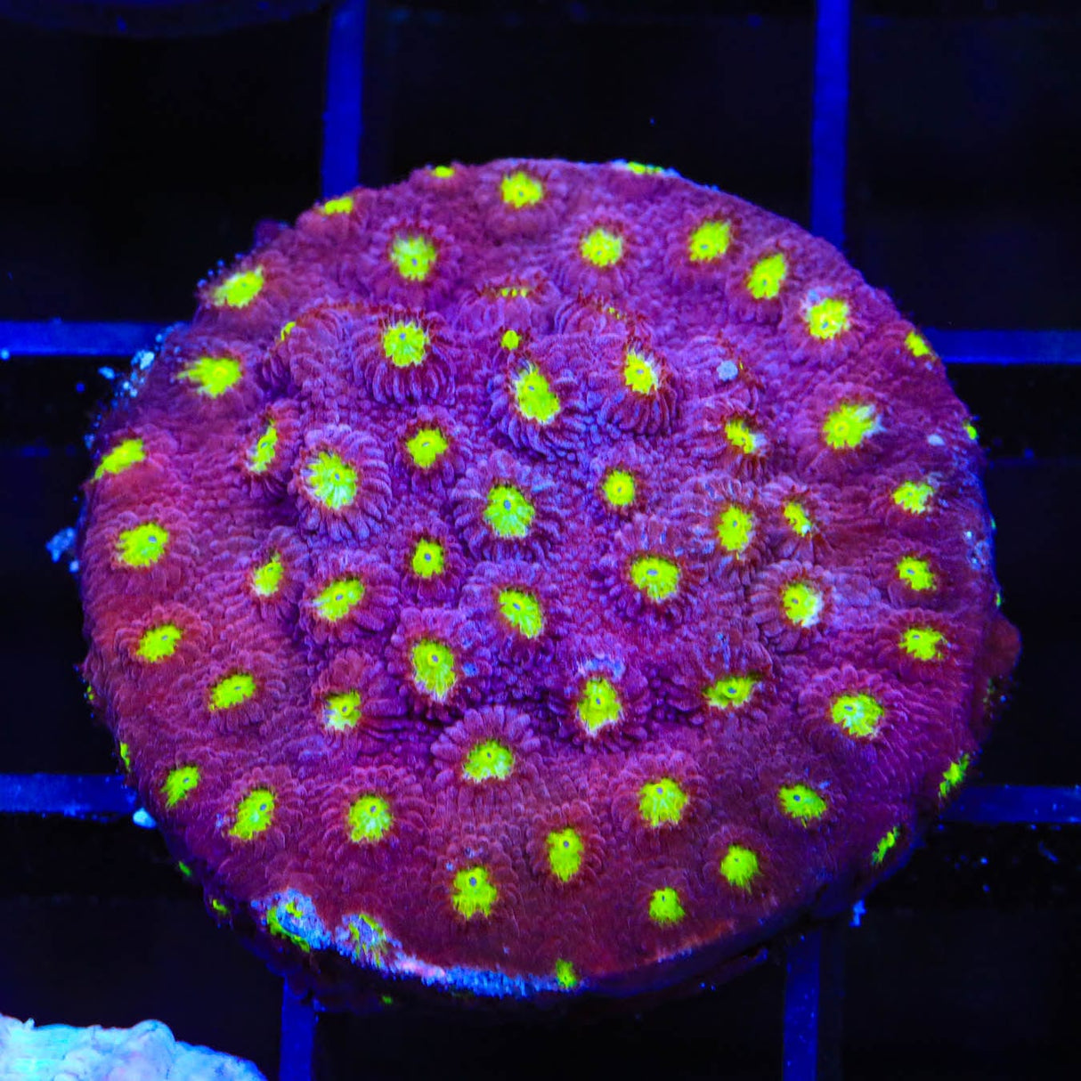 CB Bling Bling Cyphastrea Coral