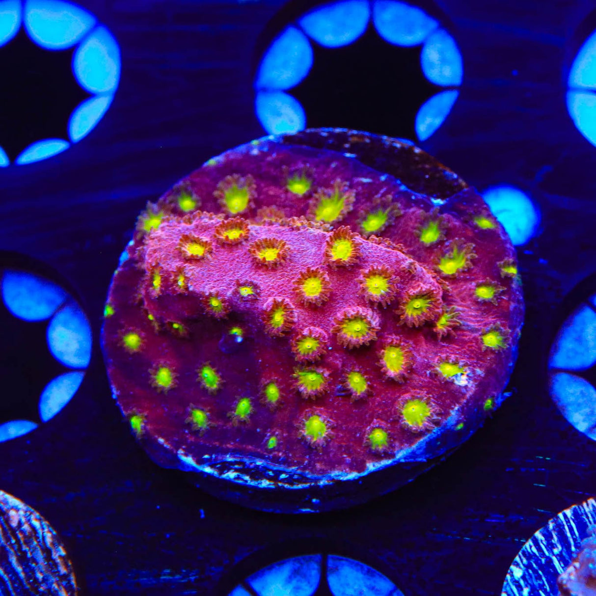 CB Bling Bling Cyphastrea Coral