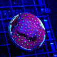 CB Bling Bling Cyphastrea XL Frag Coral