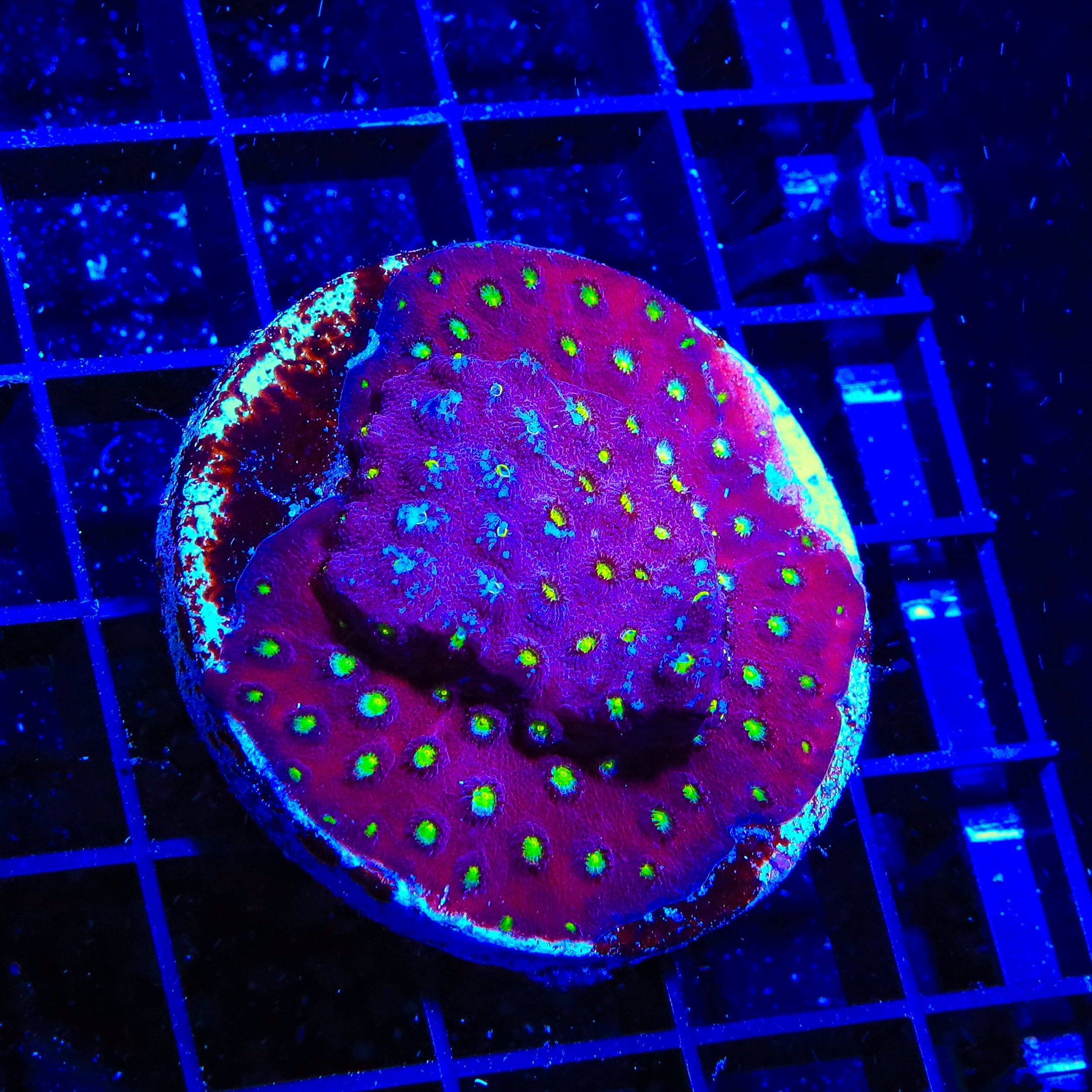CB Bling Bling Cyphastrea XL Frag Coral
