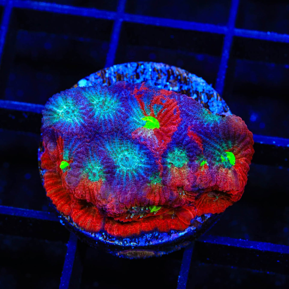 CB Bloodbath Favia Coral