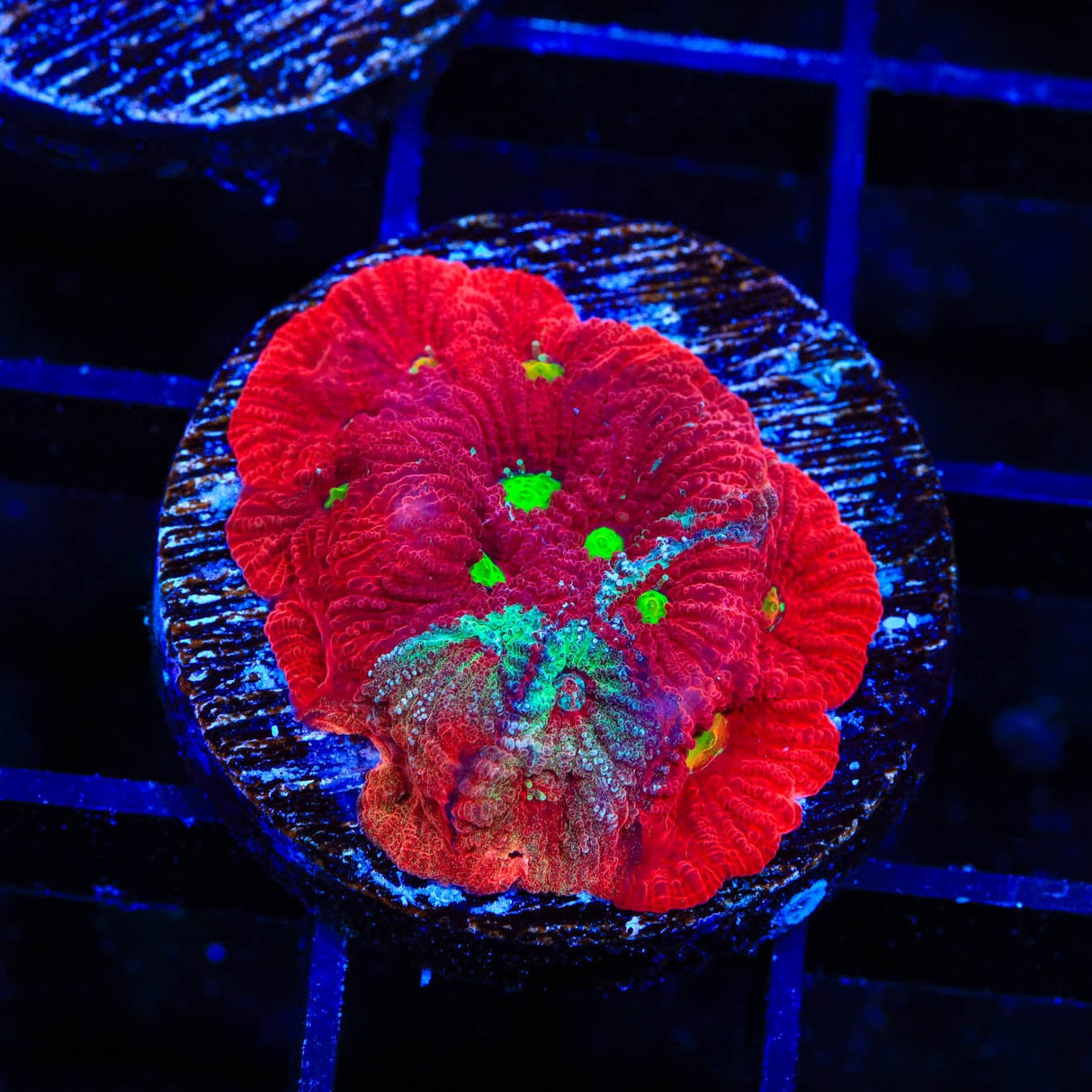 CB Bloodbath Favia Coral