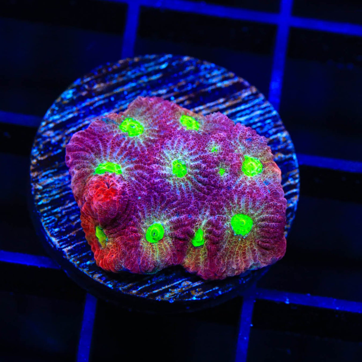 CB Bloodbath Favia Coral