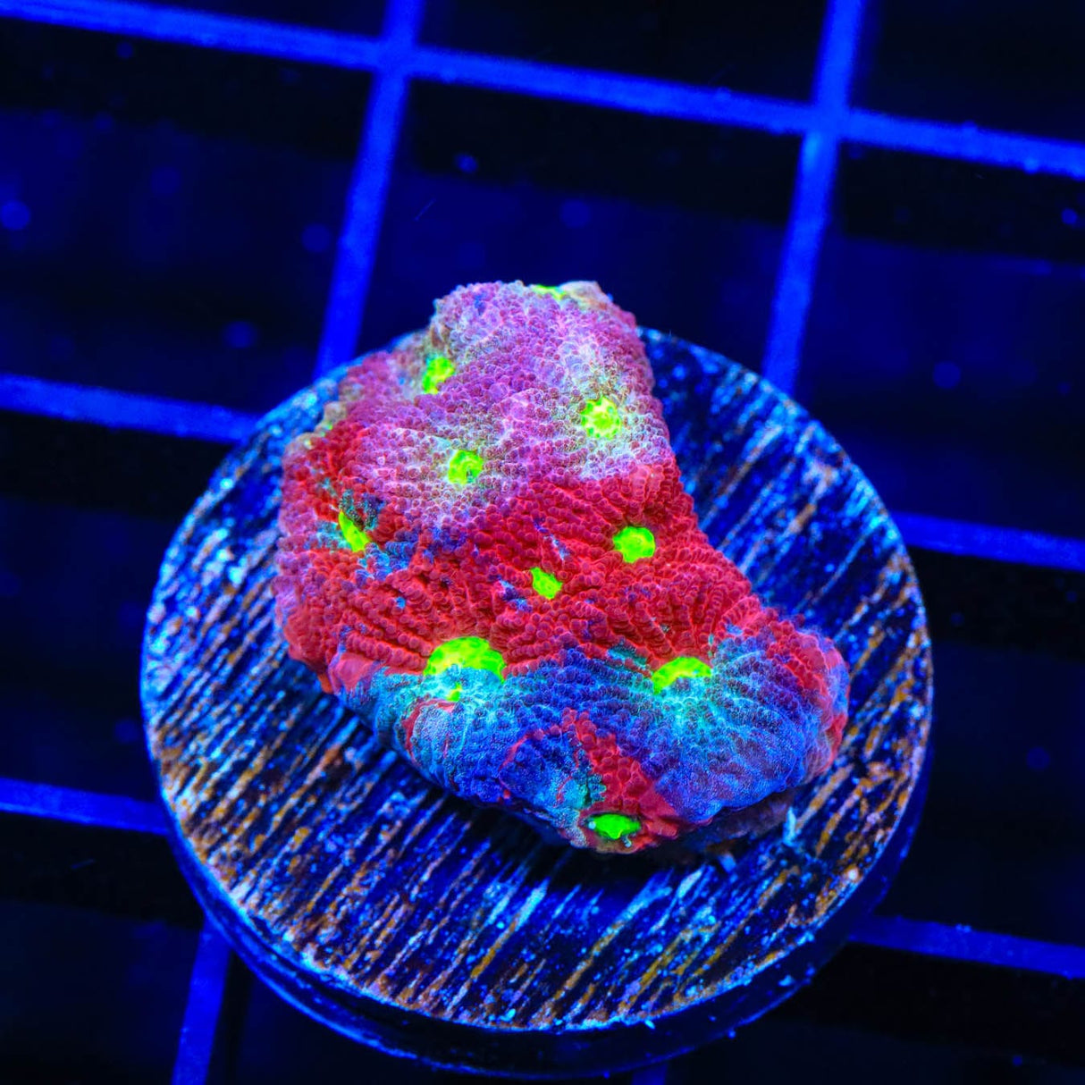 CB Bloodbath Favia Coral