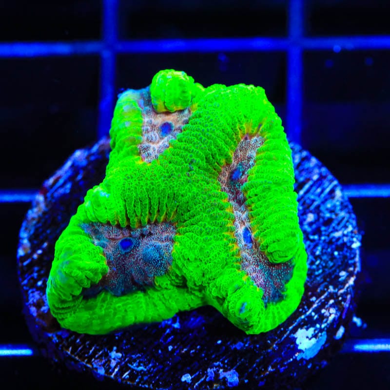 CB Bubbleyum Favia Coral