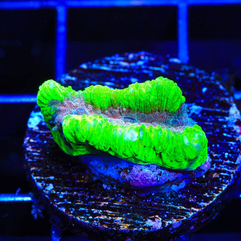 CB Bubbleyum Favia Coral