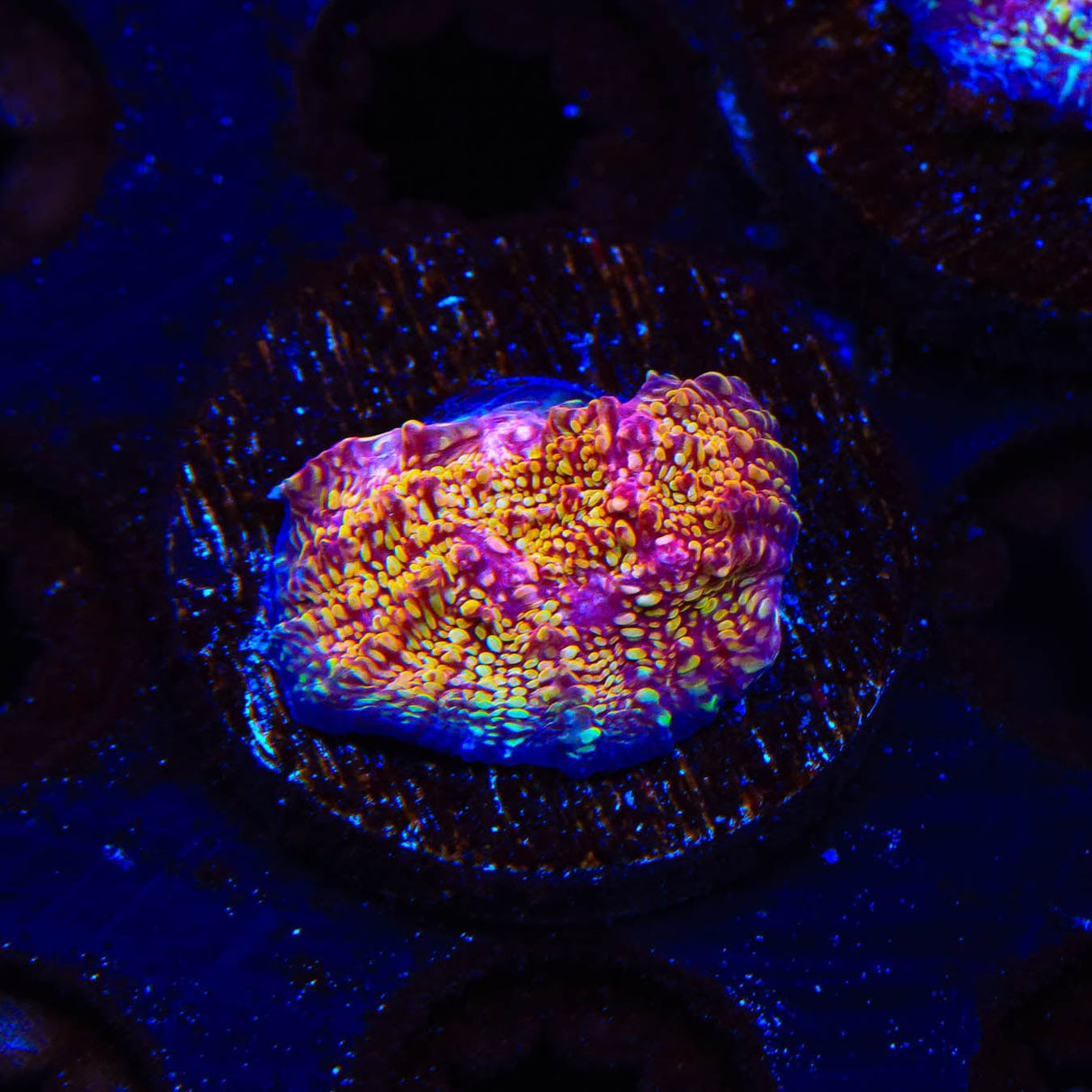 CB El Diablo Chalice Coral