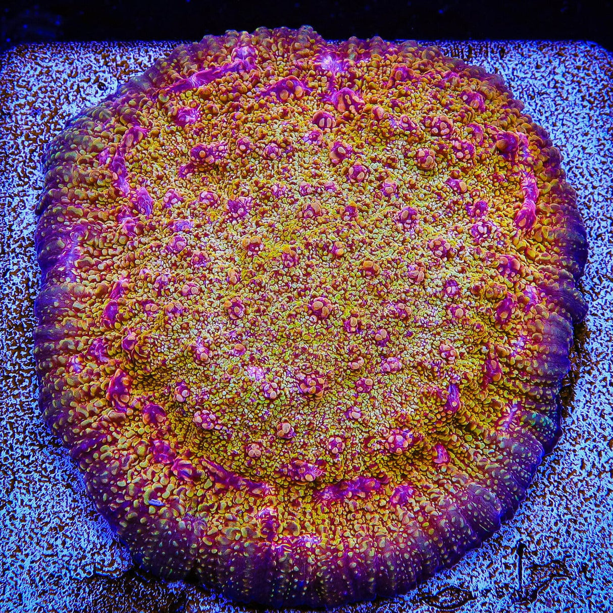 CB El Diablo Chalice Coral