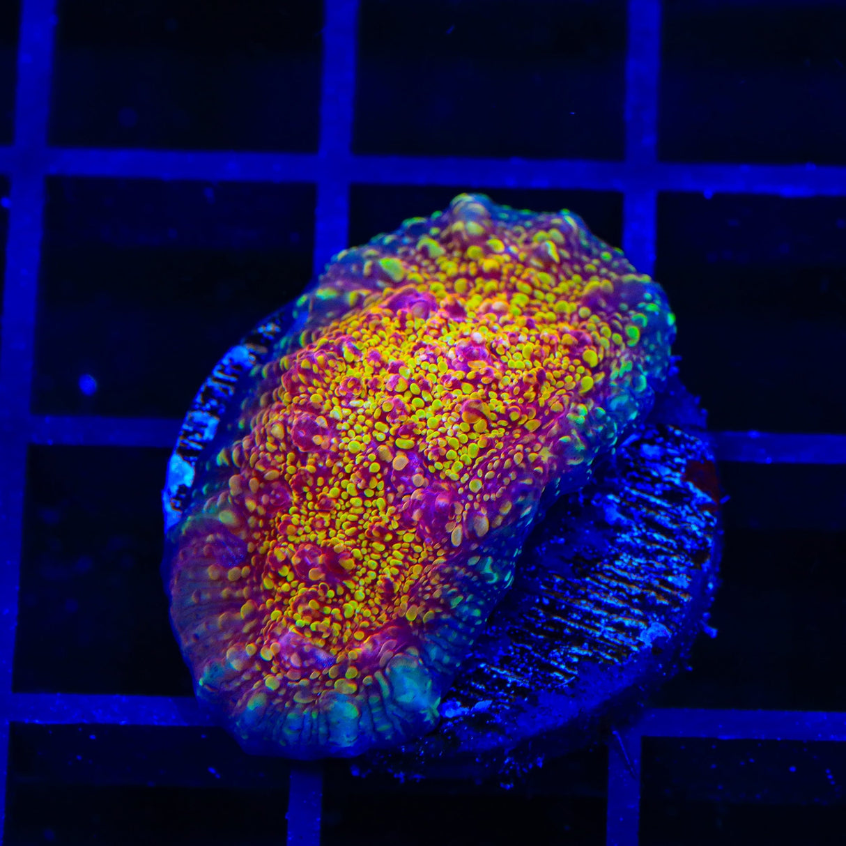 CB El Diablo Chalice Coral