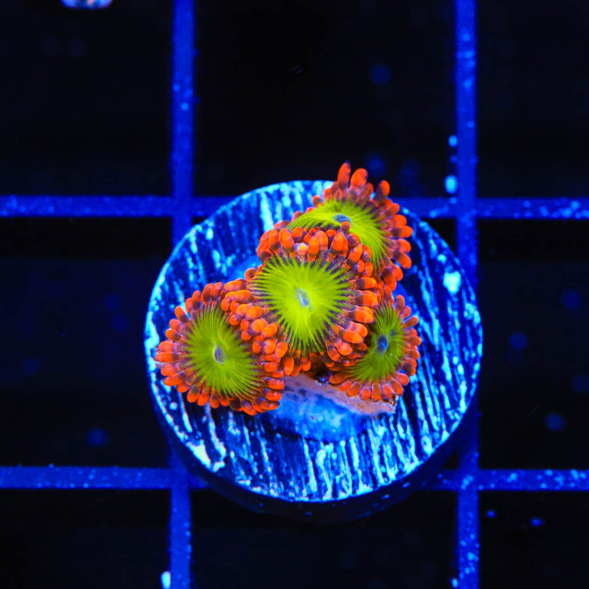 CB Electric Oompa Loompa Zoanthids Coral