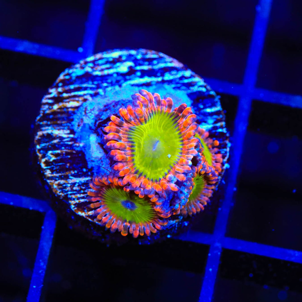 CB Electric Oompa Loompa Zoanthids Coral