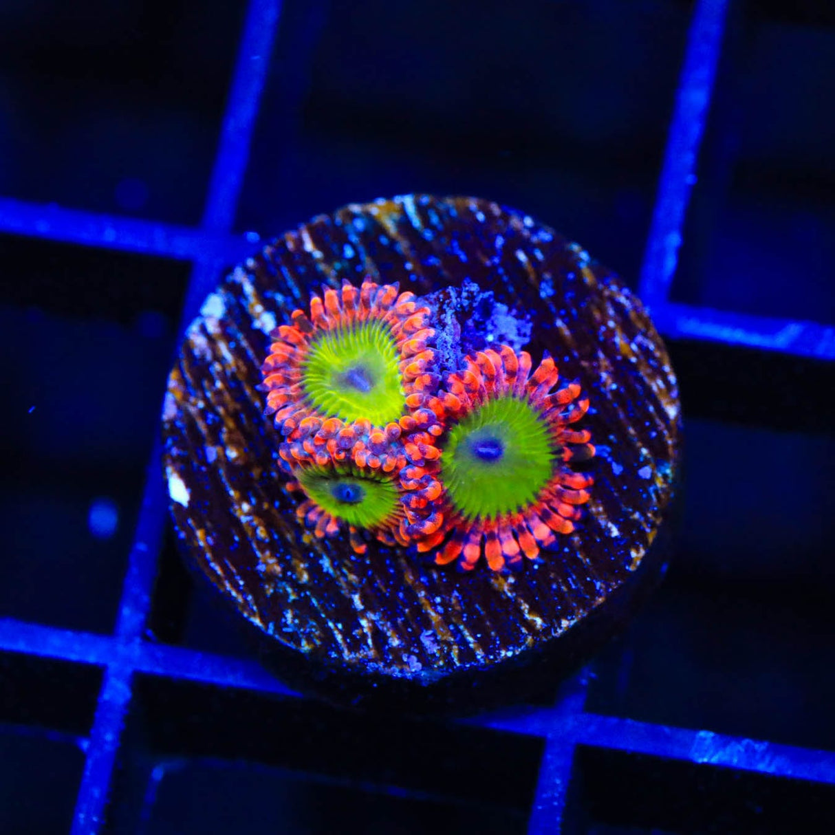 CB Electric Oompa Loompa Zoanthids Coral
