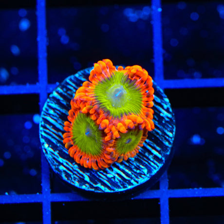 CB Electric Oompa Loompa Zoanthids Coral