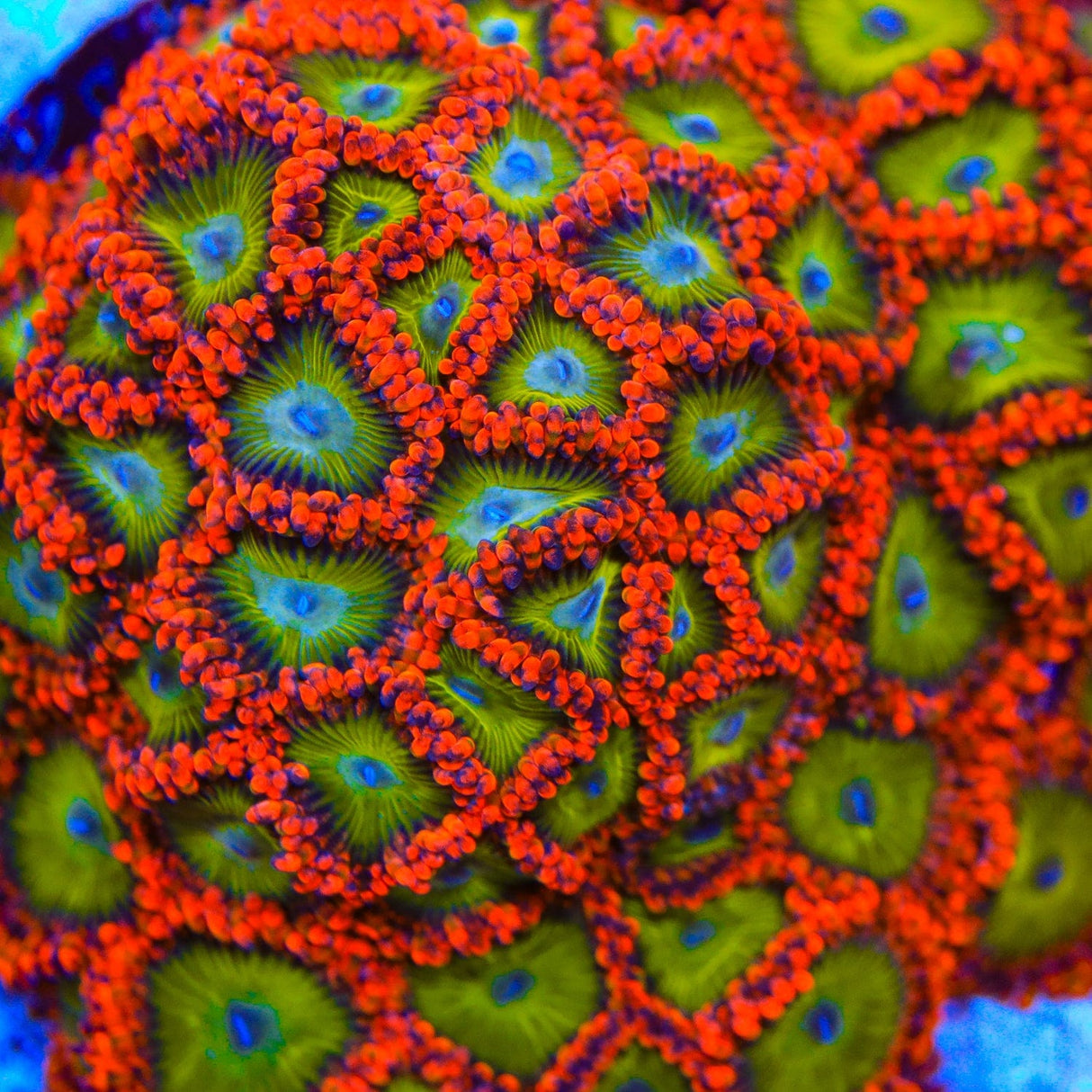 CB Electric Oompa Loompa Zoanthids Coral