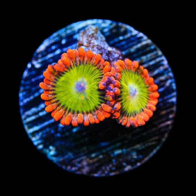 CB Electric Oompa Loompas Zoanthids Coral