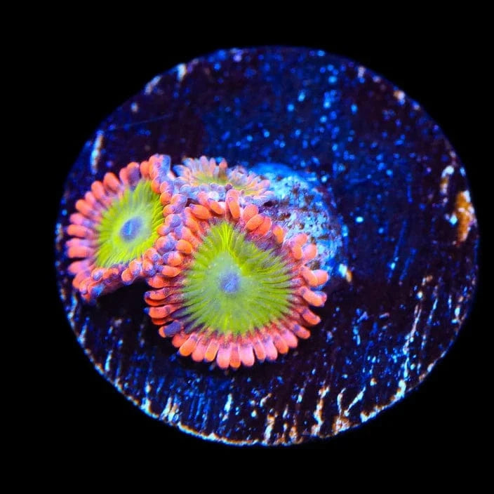 CB Electric Oompa Loompas Zoanthids Coral