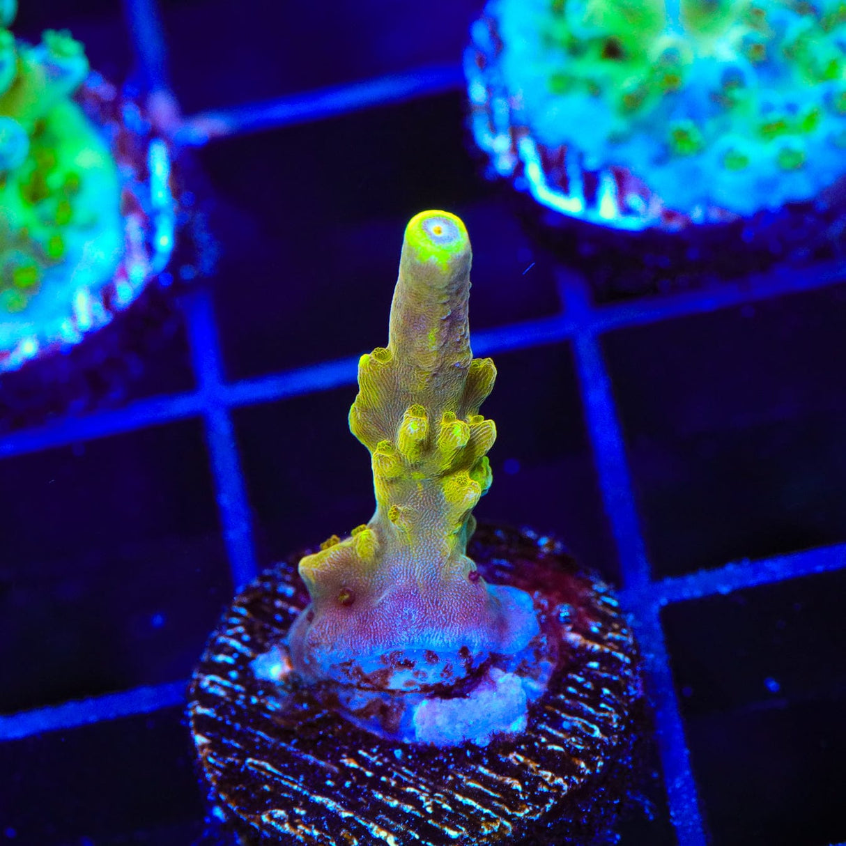 CB Golden Jawdropper Acropora Coral