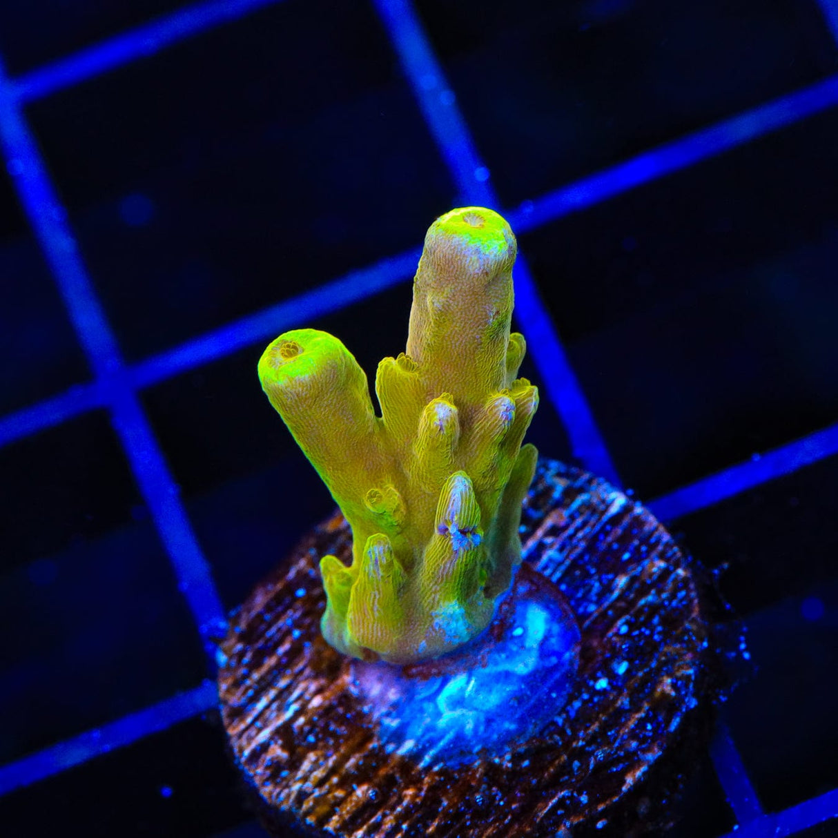 CB Golden Jawdropper Acropora Coral