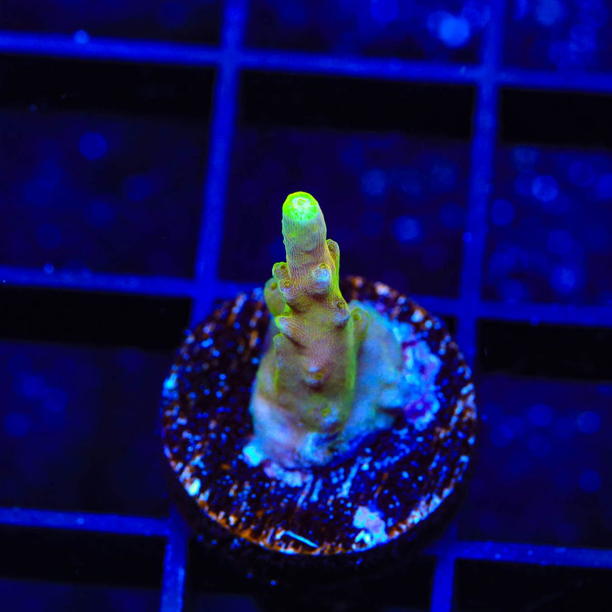 CB Golden Jawdropper Acropora Coral