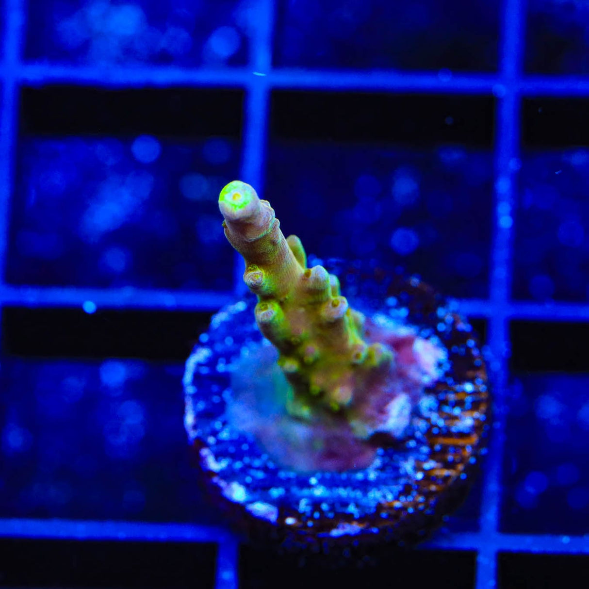 CB Golden Jawdropper Acropora Coral
