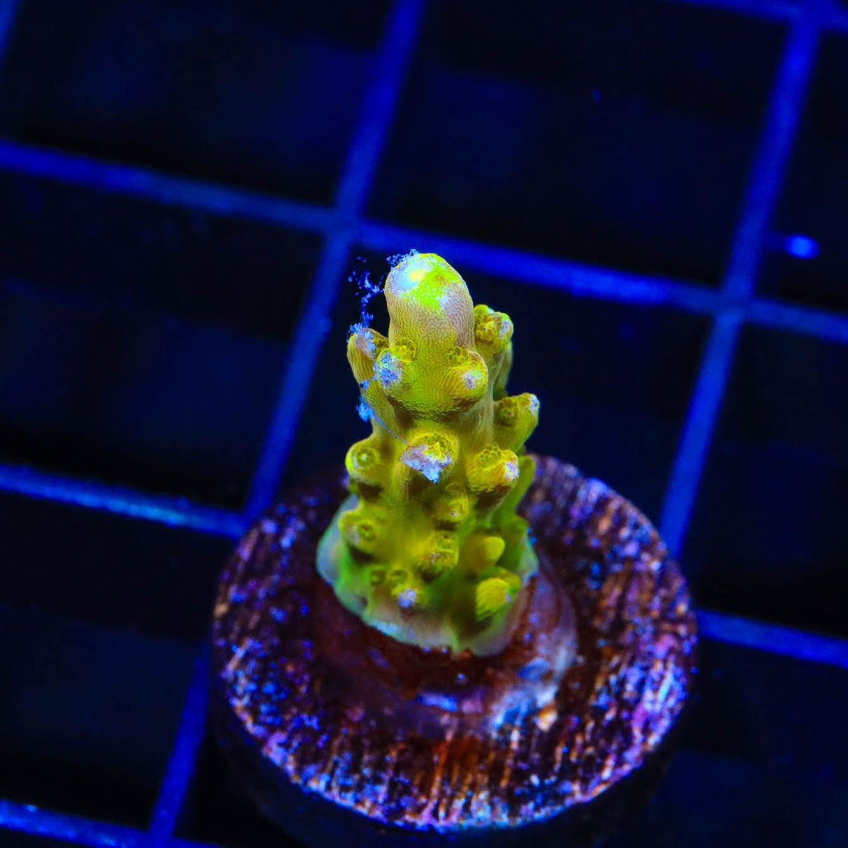 CB Golden Jawdropper Acropora Coral