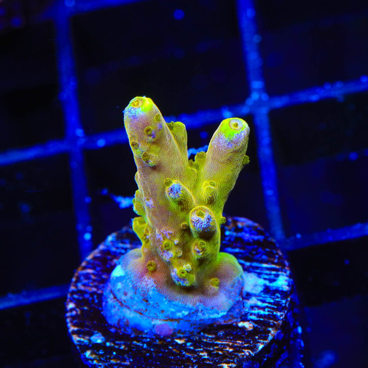 CB Golden Jawdropper Acropora Coral