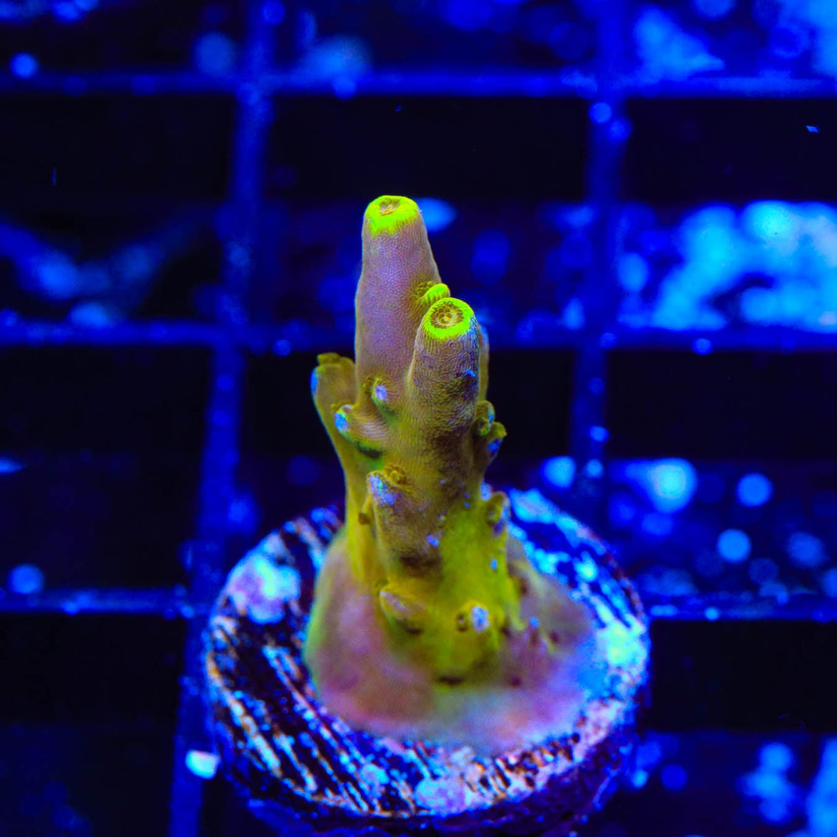 CB Golden Jawdropper Acropora Coral