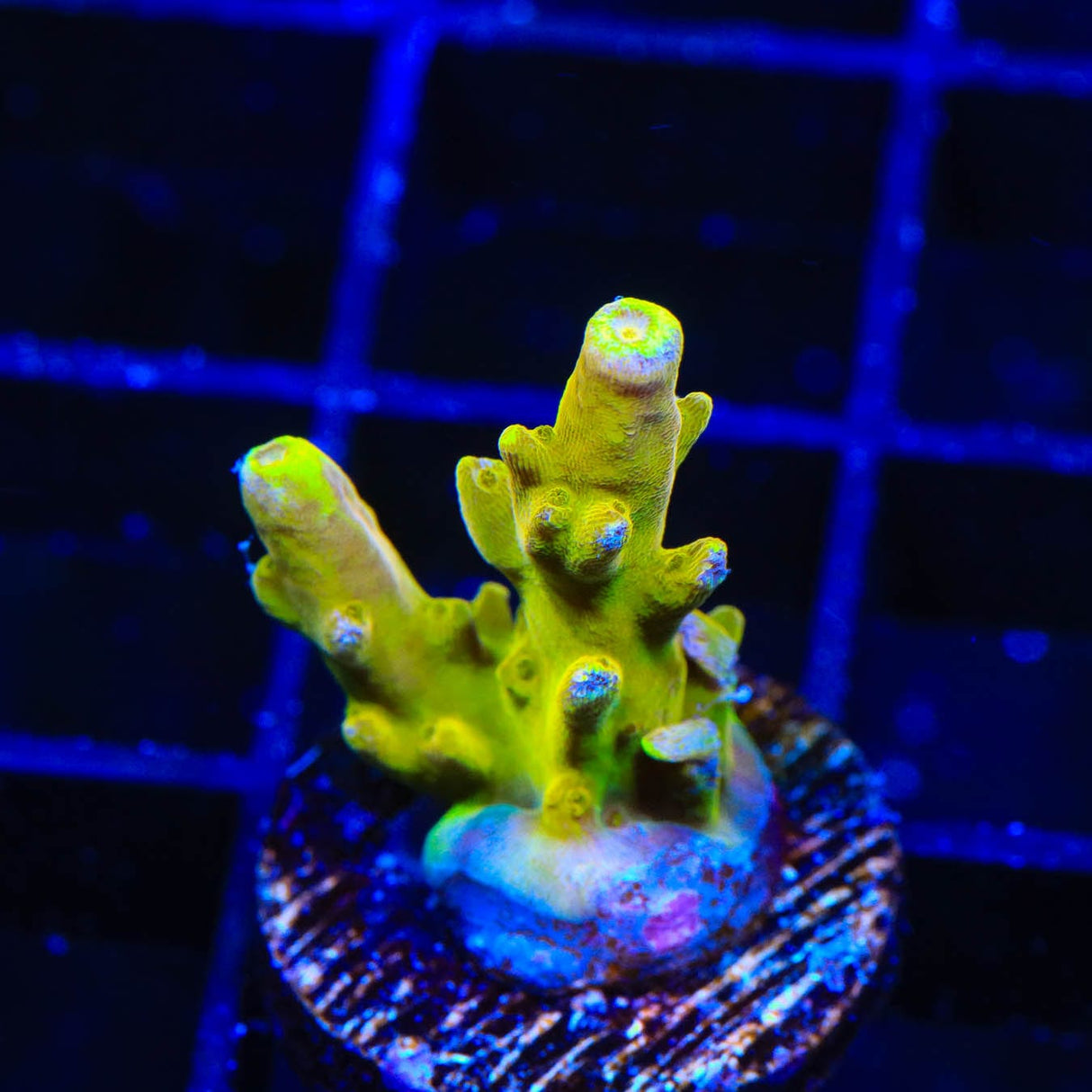 CB Golden Jawdropper Acropora Coral