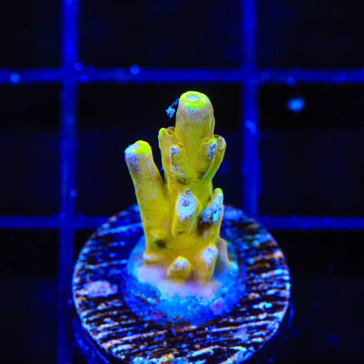 CB Golden Jawdropper Acropora Coral