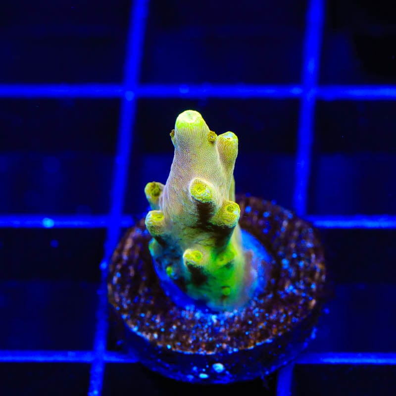 CB Golden Jawdropper Acropora Coral