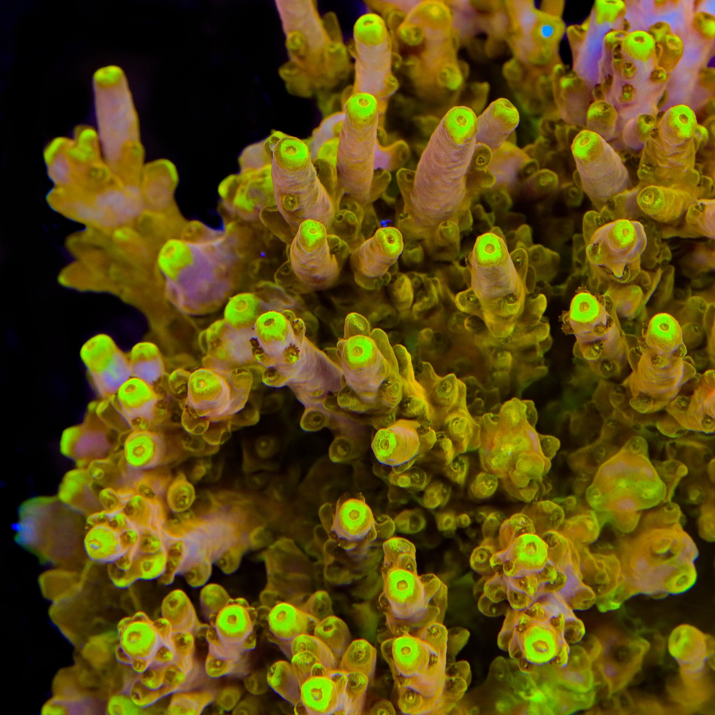 CB Golden Jawdropper Acropora Coral – Top Shelf Aquatics