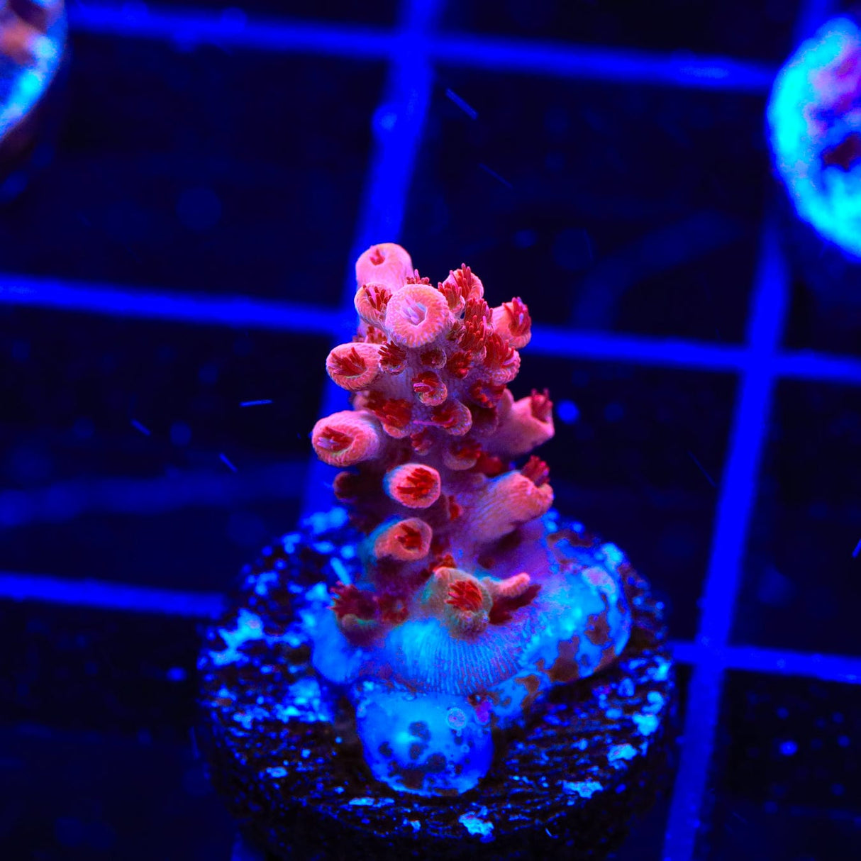 CB Maleficent Acropora Coral