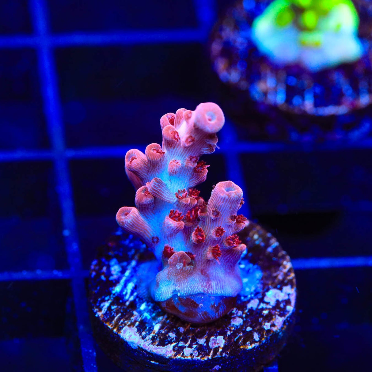CB Maleficent Acropora Coral