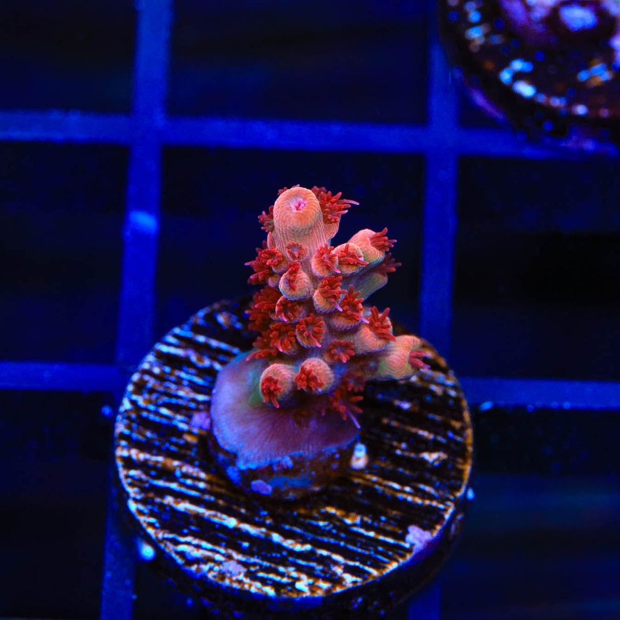 CB Maleficent Acropora Coral