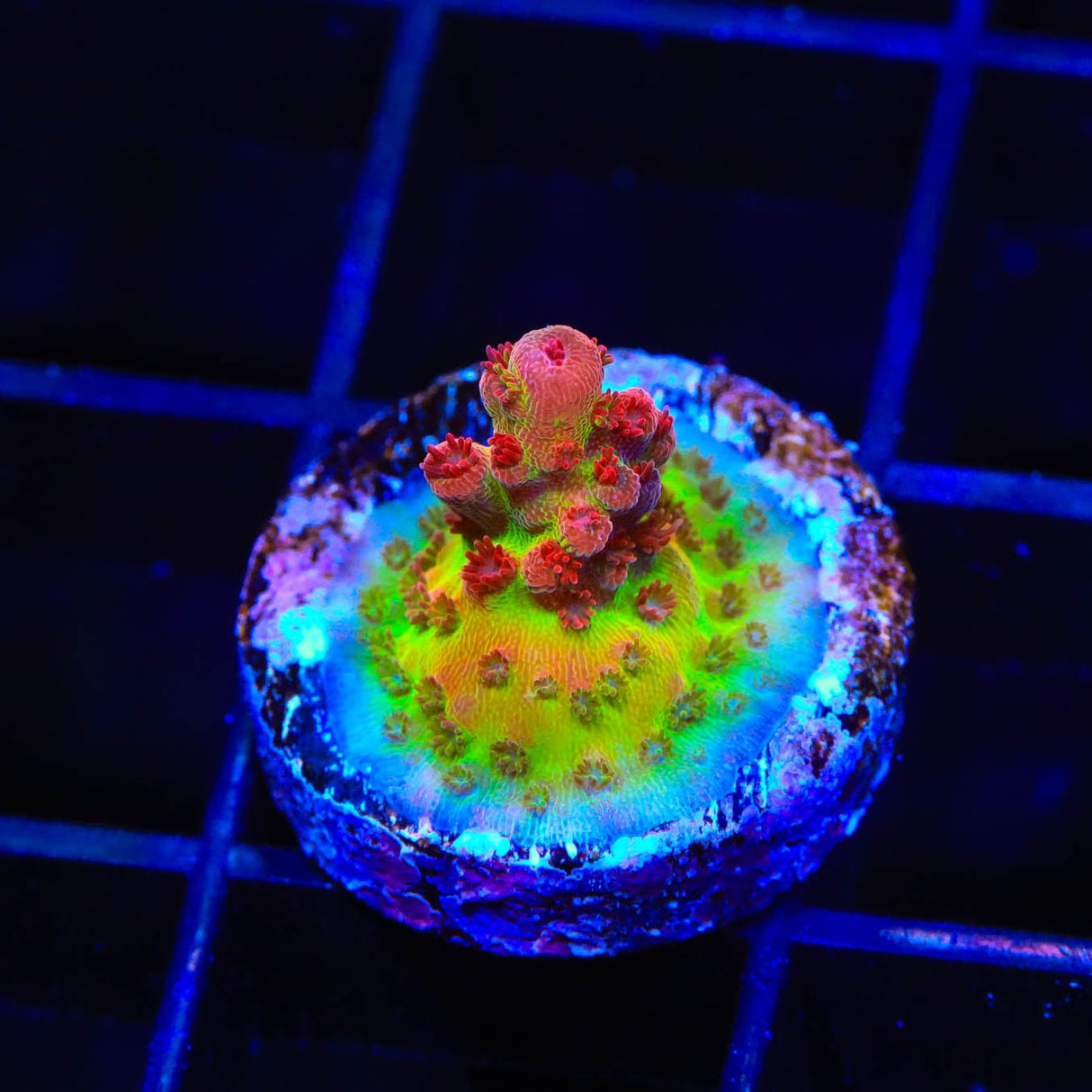 CB Maleficent Acropora Coral