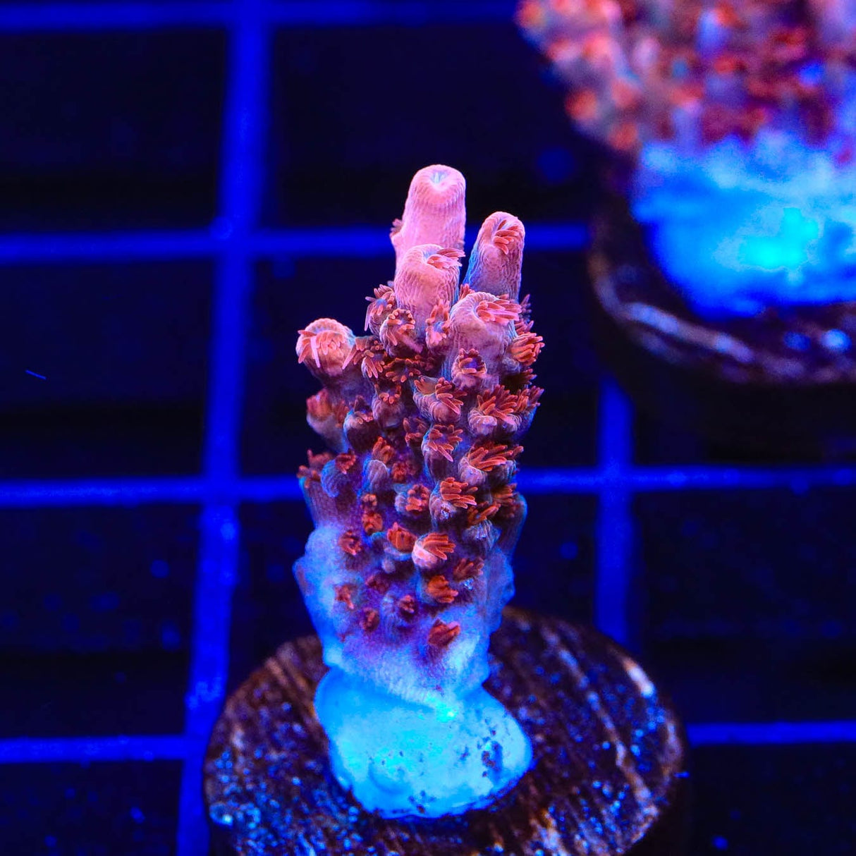 CB Maleficent Acropora Coral