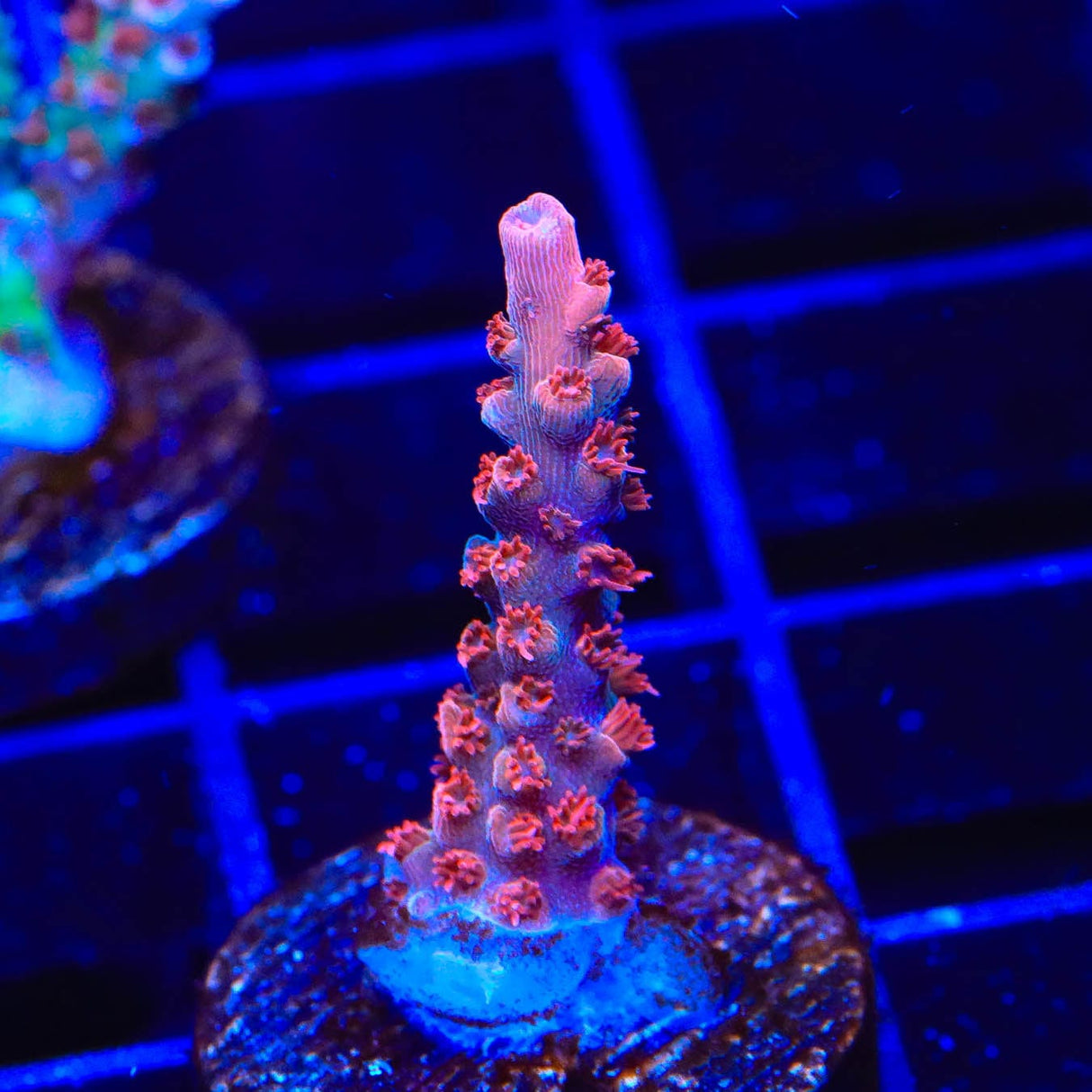 CB Maleficent Acropora Coral